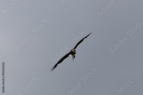 Foto Black Kite