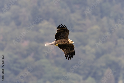Quadro su tela Black Kite