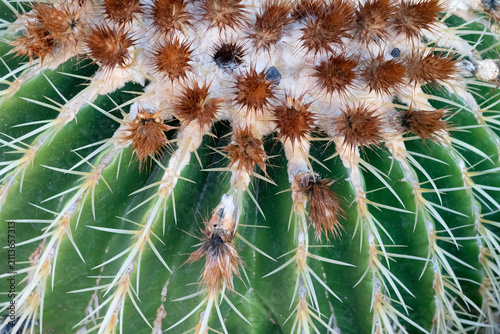 Close-up of golden barrel cactus spines and areoles, macro texture