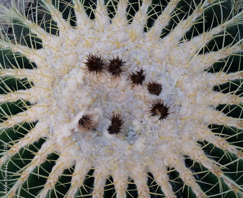 Close-up of golden barrel cactus spines and areoles, macro texture
