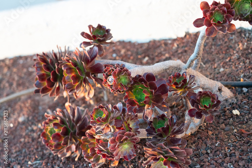 Purple aeonium succulent rosettes growing in volcanic soil, Canary Islands