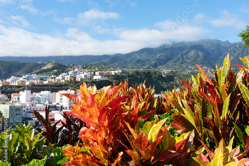 Colorful croton plants overlooking Santa Cruz de La Palma, Canary Islands, Spain