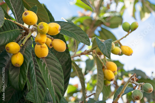 Ripe loquat fruits growing on tree branch with green leaves