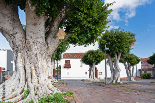 Massive ficus trees on town square with white colonial buildings, La Palma, Canary Islands