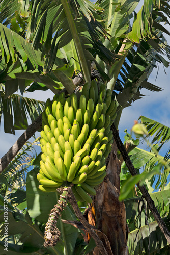 Green banana bunch with purple flower blossom growing on tree