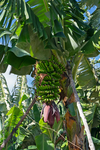 Green banana bunch with purple flower blossom growing on tree