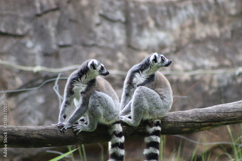 Fototapeta premium Ring Tailed Lemurs Sitting Together on Tree Branch
