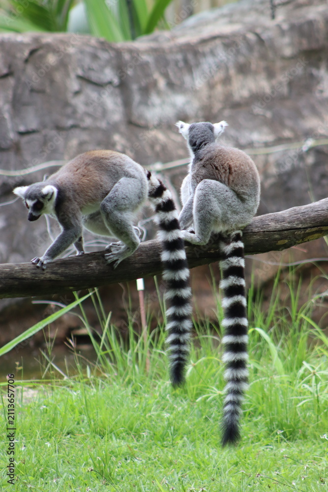 Fototapeta premium Ring Tailed Lemurs Sitting Together on Tree Branch