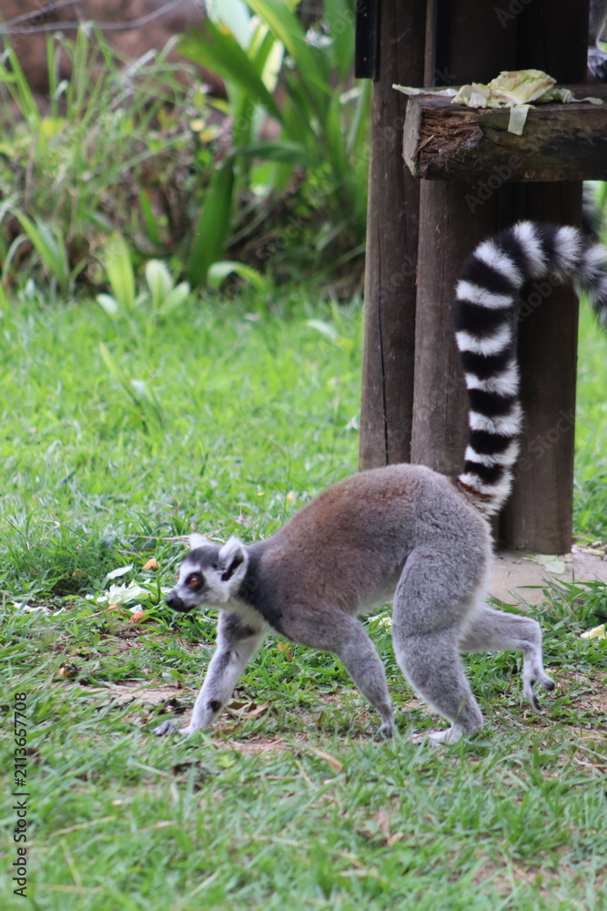 Fototapeta premium Ring Tailed Lemurs Sitting Together on Tree Branch