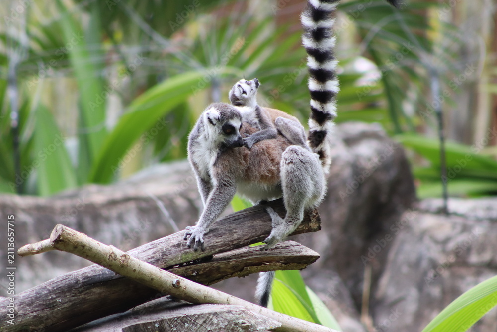 Fototapeta premium Ring Tailed Lemurs Sitting Together on Tree Branch