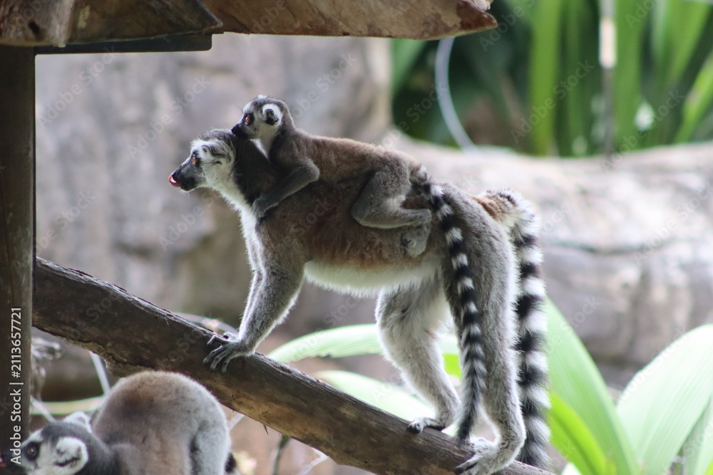 Fototapeta premium Ring Tailed Lemurs Sitting Together on Tree Branch