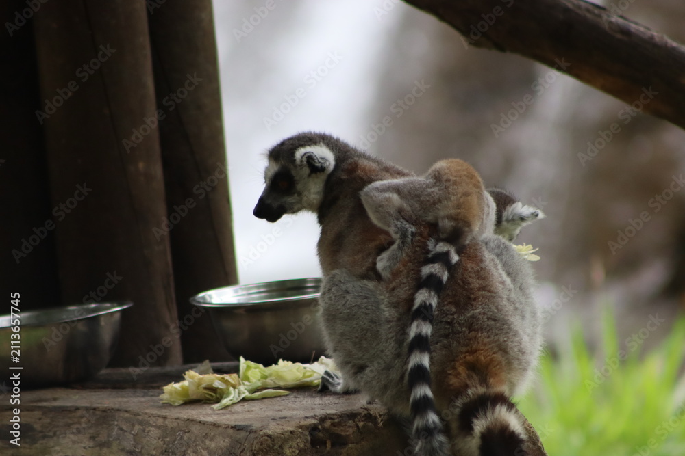 Fototapeta premium Ring Tailed Lemurs Sitting Together on Tree Branch