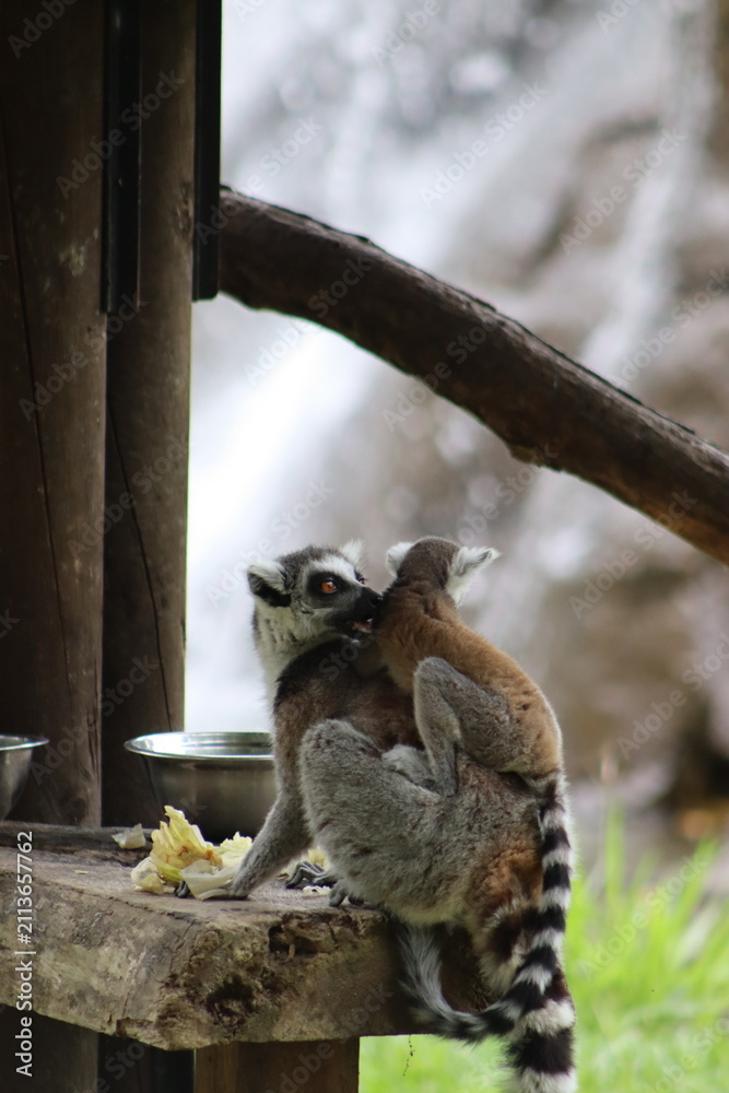 Fototapeta premium Ring Tailed Lemurs Sitting Together on Tree Branch