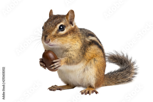 Eastern Chipmunk Holding an Acorn