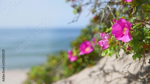 Vibrant rosehip flowers blooming near calm sea shoreline in soft morning light