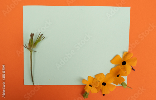 Marco floral minimalista con flores amarillas y fondo naranja con tarjeta verde para diseño y espacio para texto