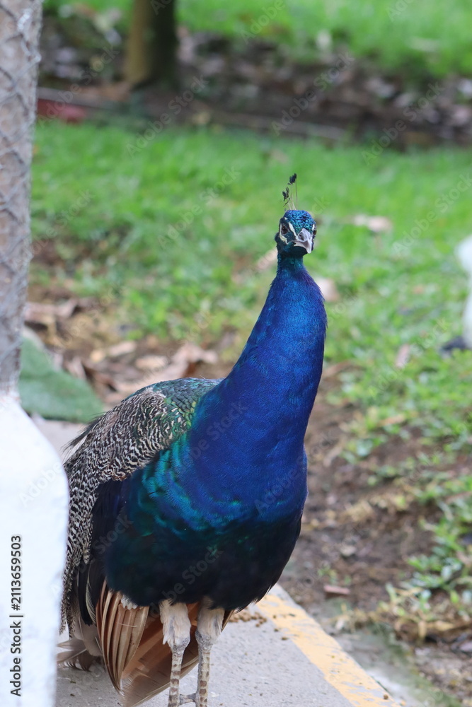Obraz premium Colombian Wildlife and Nature Photography Collection