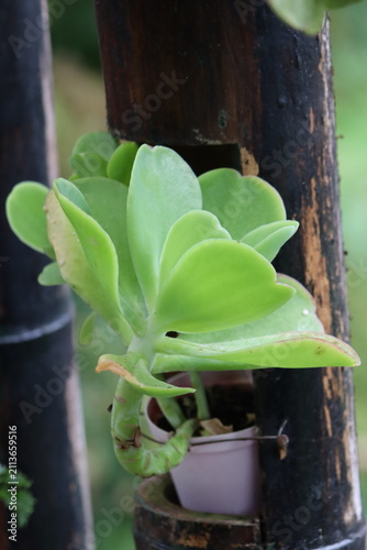 Colombian Wildlife and Nature Photography Collection
