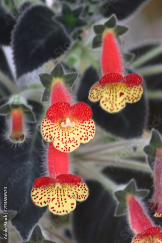 Colombian Wildlife and Nature Photography Collection