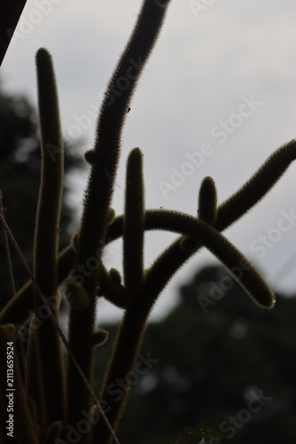 Colombian Wildlife and Nature Photography Collection