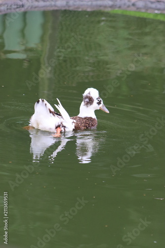 Colombian Wildlife and Nature Photography Collection