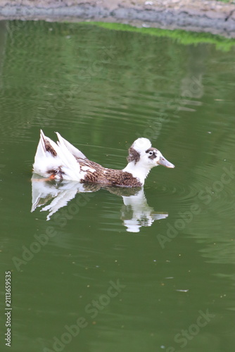 Colombian Wildlife and Nature Photography Collection
