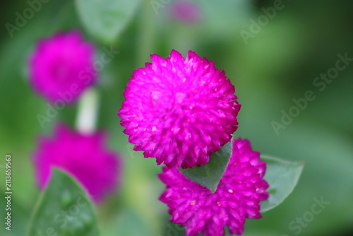 Colombian Wildlife and Nature Photography Collection