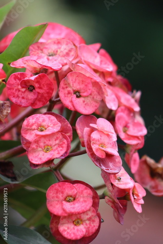 Colombian Wildlife and Nature Photography Collection