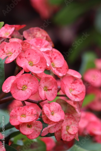 Colombian Wildlife and Nature Photography Collection