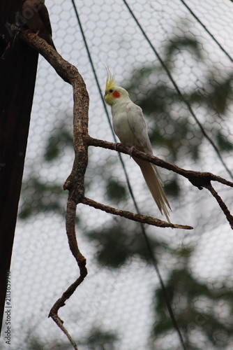 Cockatoos perched on a tree branch in natural light.
