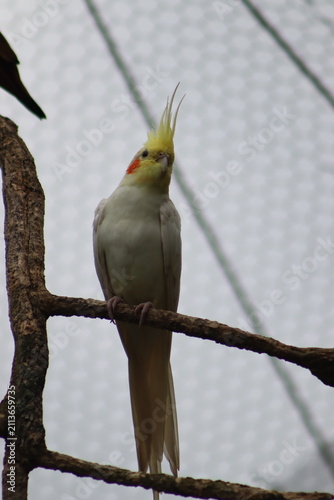 Cockatoos perched on a tree branch in natural light.
