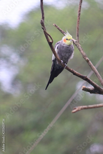 Cockatoos perched on a tree branch in natural light.
