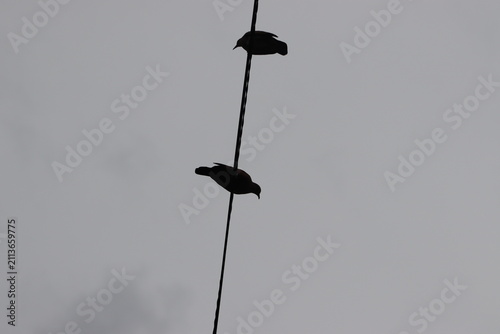 Colombian Wildlife and Nature Photography Collection