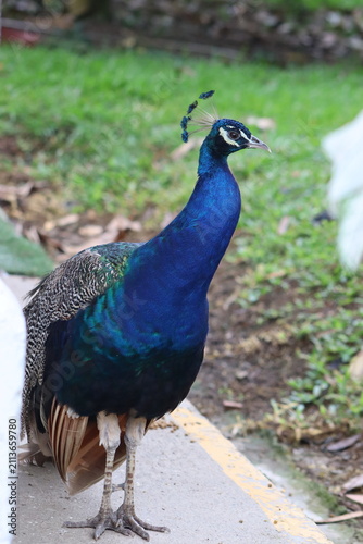 Indian Peacock with Vibrant Blue and Green Plumage