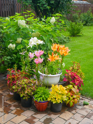 Group of colorful potted flowers including lilies and coleus arranged outdoors on a paving stone patio in a garden.