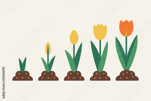 Foto Una ilustración plana que muestra las etapas de crecimiento de un tulipán desde