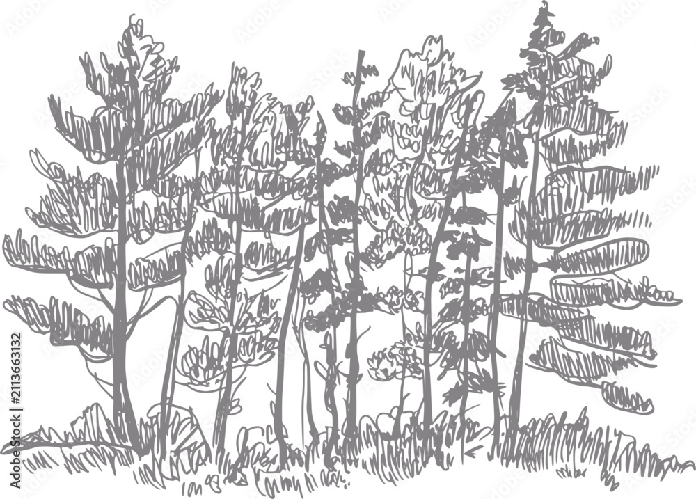 Obraz premium Un dibujo a mano que presenta un grupo de pinos altos juntos en un pequeño bosque