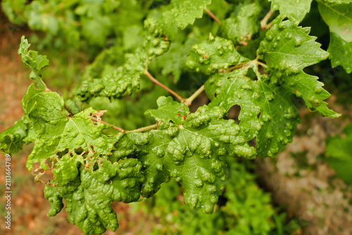 Blistering on grape leaves caused by the parasitic Grape Erineum Mite (Colomerus vitis). Also known as Vine Pox Mites.
