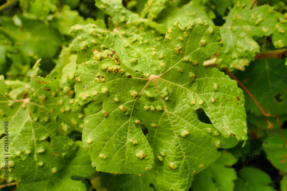 Obraz premium Blistering on grape leaves caused by the parasitic Grape Erineum Mite (Colomerus vitis). Also known as Vine Pox Mites.