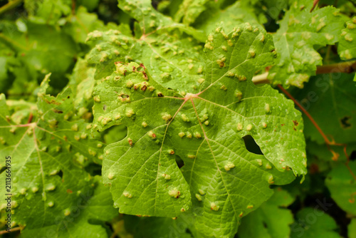 Blistering on grape leaves caused by the parasitic Grape Erineum Mite (Colomerus vitis). Also known as Vine Pox Mites.
