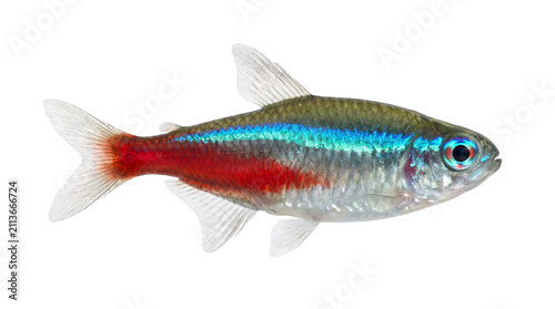 Принти на полотні Vibrant Neon Tetra showcasing iridescent blue and red stripes