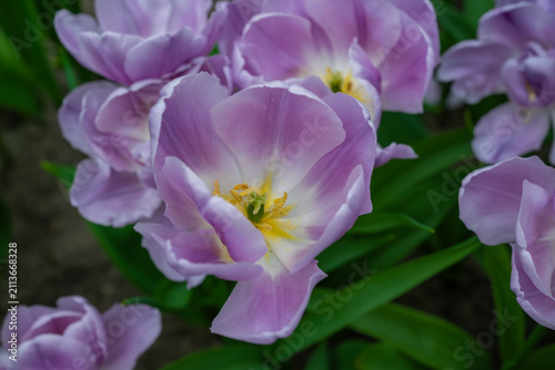 Keukenhof is a large park with immense tulip gardens, located between the towns of Lisse and Hillegom. The flowers of Holland (the Netherlands) are tulips, daffodils, and hyacinths.