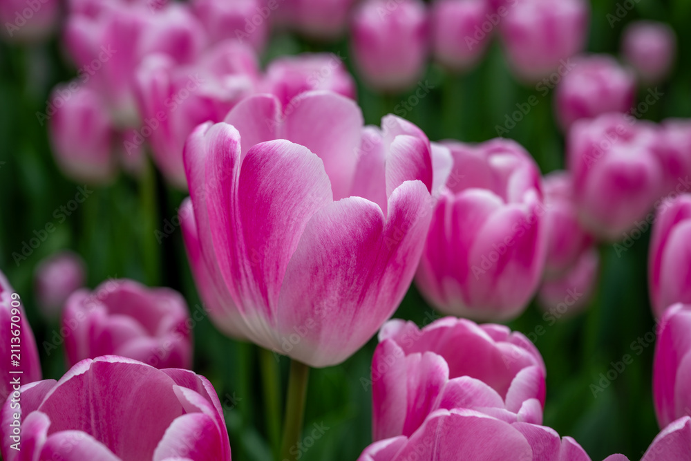 Obraz premium Keukenhof is a large park with immense tulip gardens, located between the towns of Lisse and Hillegom. The flowers of Holland (the Netherlands) are tulips, daffodils, and hyacinths.