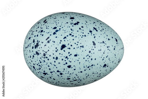 Foto Pale blue speckled bird egg isolated on dark field