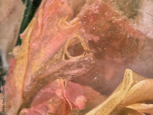 Quadro su tela A close-up of delicate pink rose petals encased in clear, transparent winter ice containing tiny air bubbles