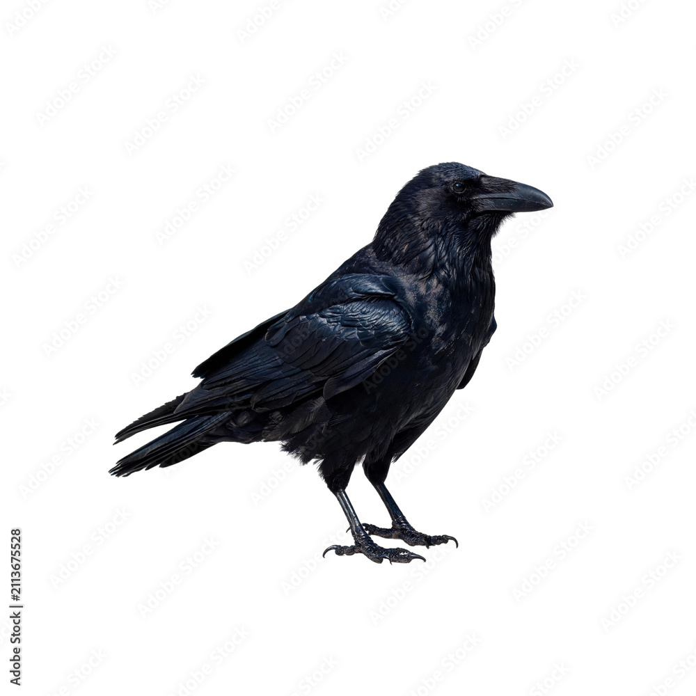 Obraz premium Crow bird in PNG image isolated on transparent background.
