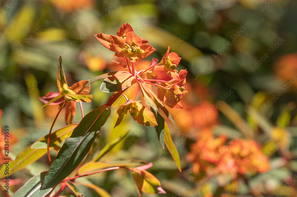 Fototapeta premium Fireglow spurge with orange and yellow flowers in a summer garden.