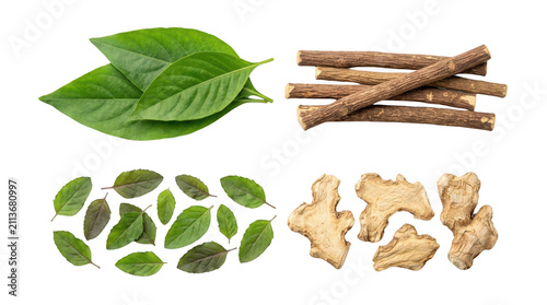 Fresh green mint leaves and brown cinnamon sticks with ginger root isolated for herbal medicine and cooking ingredients