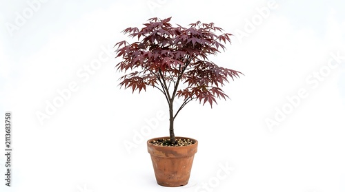 Obraz na płótnie Small Potted Japanese Maple Tree Isolated on White Background.