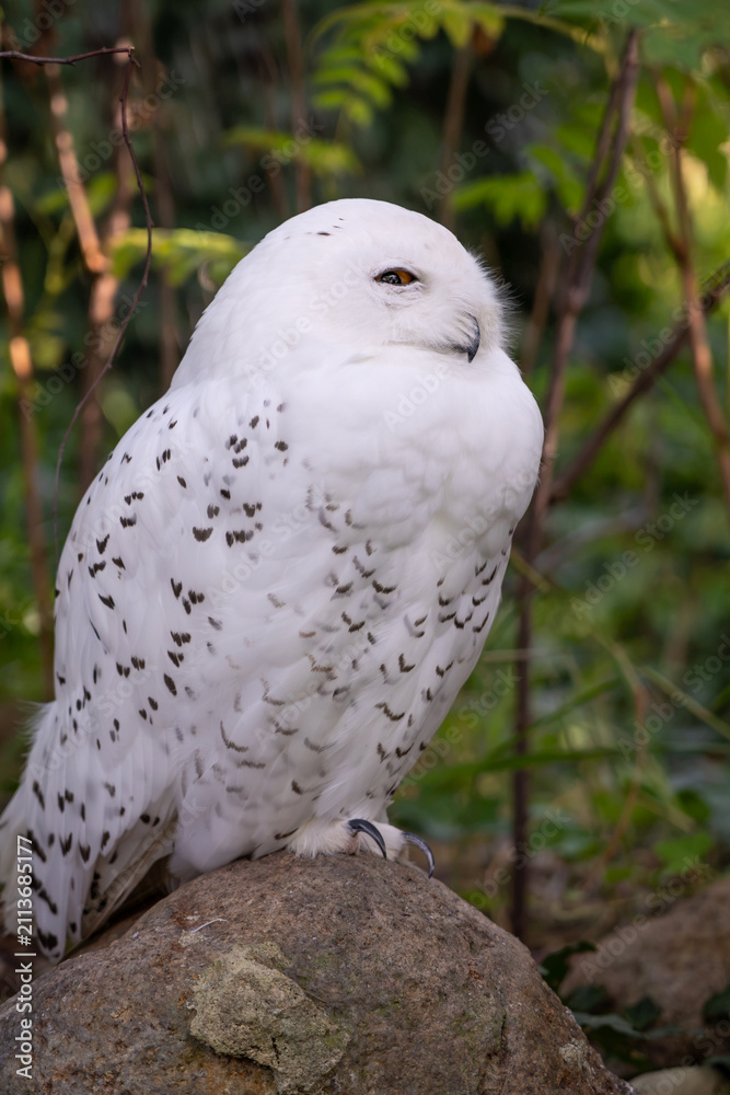 Fototapeta premium Snowy Owl
